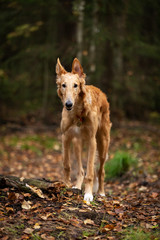 Puppy borzoi walks outdoor at summer day
