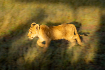 Slow pan of lion cub in grass