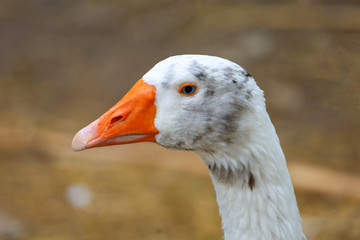 Close up head White goose in nature farm garden at thailand
