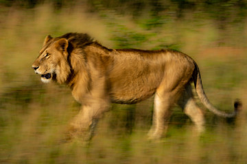Slow pan of male lion crossing grass