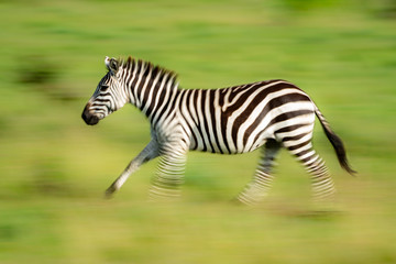 Fototapeta na wymiar Slow pan of plains zebra in savannah