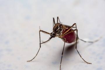 Mosquitoes stick to the wall after sucking new blood.