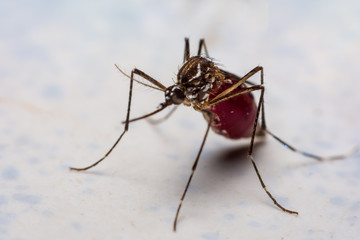 mosquito sucking blood
