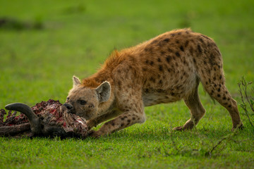 Spotted hyena bends to chew wildebeest carcase