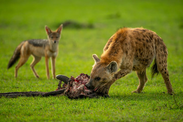 Spotted hyena bites carcase watched by jackal