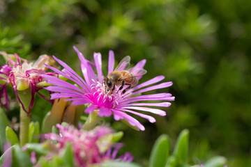 bee on pink flower