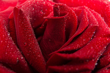 Wet Dark Red Roses With Water Drops. Flower Background. Rose background. Holiday concept