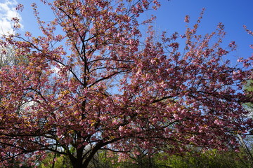 Sakura am Berliner Mauerweg (Lohmühlenbrücke)