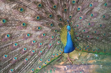 Obraz premium peacock with feathers