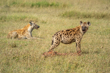 Spotted hyena guards bloody carcase from another