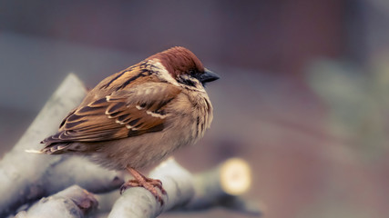 Field sparrow