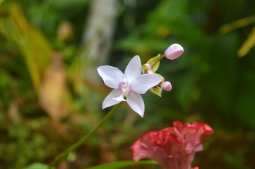 pink orchid flower