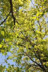 
follaje de primavera contra el cielo azul