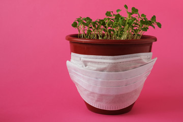 Houseplant in plastic pot with medical mask on the pink background. Quarantine coronavirus pandemic prevention.