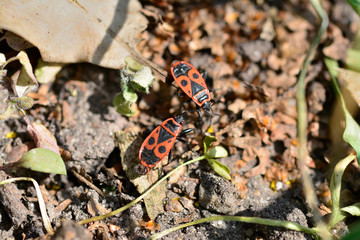 Fireburg in spring in the garden macro photo