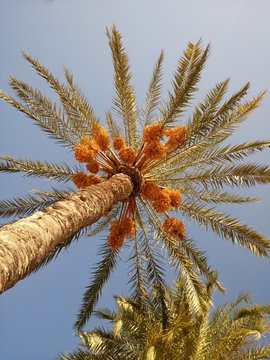 
Palm tree with dates on a background of blue sky