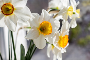 
white daffodils flowers with a yellow center on a blue-green background