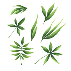 Set of watercolor green leaves. Isolated on white background. Hand drawn watercolor illustration.