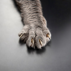 paw gray cat close up. pets and mammals