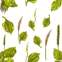Seamless plantain pattern. Goose-grass. Isolated on white background. Abstract wild herbal design. © Valeriia