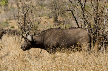 Obraz premium Buffle d'Afrique, Syncerus caffer, Parc national Kruger, Afrique du Sud
