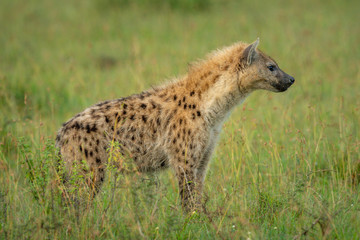 Spotted hyena stands in grass in profile