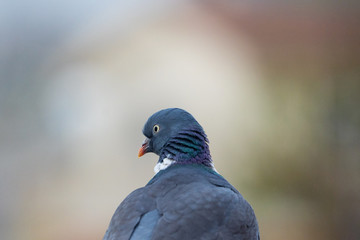 Beautiful pigeon with the background out of focus for copy space. Detail of a pigeon's head. Dove with foreground with space for text.