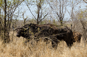 Buffle d'Afrique, Syncerus caffer, Parc national Kruger, Afrique du Sud