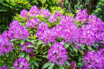 Parc de la Maison de Chateaubriand