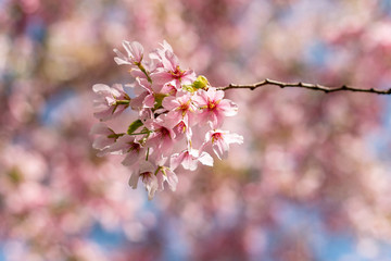 Pink cherry blossoms in springtime