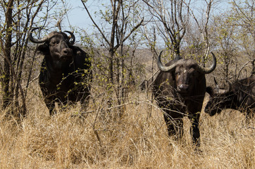 Buffle d'Afrique, Syncerus caffer, Parc national Kruger, Afrique du Sud