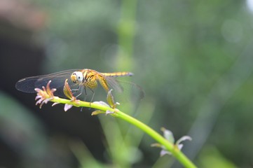 bee on a yellow flower