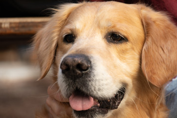 golden retriever dog