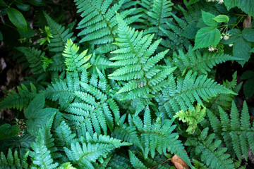 Parc de la Maison de Chateaubriand