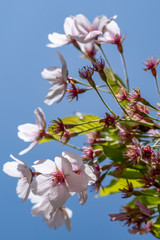 Obraz premium Cherry blossoms with blue sky in spring