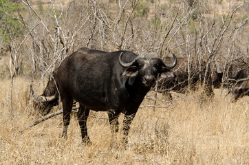 Buffle d'Afrique, Syncerus caffer, Parc national Kruger, Afrique du Sud
