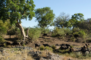 Fototapeta na wymiar Buffle d'Afrique, Syncerus caffer, Parc national Kruger, Afrique du Sud
