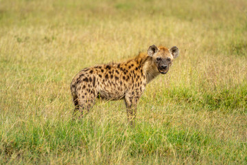 Obraz premium Spotted hyena stands watching camera in grass