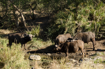 Buffle d'Afrique, Syncerus caffer, Parc national Kruger, Afrique du Sud