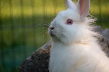 Angora Zwergkaninchen in der Nahaufnahme