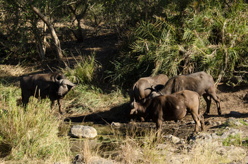 Buffle d'Afrique, Syncerus caffer, Parc national Kruger, Afrique du Sud