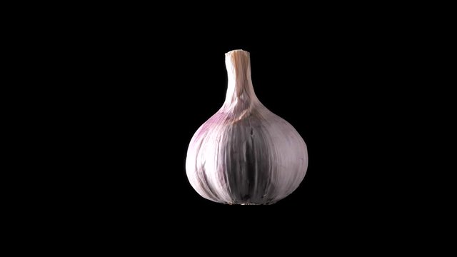 Garlic closeup. Macro shot of high quality garlic vegetable. Fresh organic garlic rotates spinning against black background. Prevention of Coronavirus or COVID-19. Good for immunity