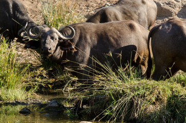 Buffle d'Afrique, Syncerus caffer, Parc national Kruger, Afrique du Sud