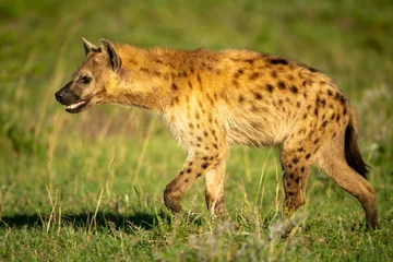 Fotobehang Hyena Spotted hyena walks across grass with catchlight  © Nick Dale