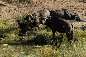 Buffle d'Afrique, Syncerus caffer, Parc national Kruger, Afrique du Sud