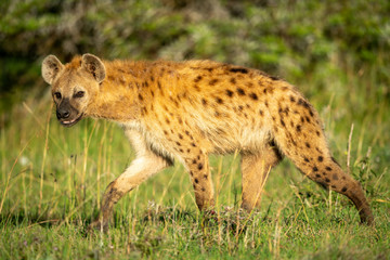 Spotted hyena walking across grass with catchlight