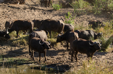 Buffle d'Afrique, Syncerus caffer, Parc national Kruger, Afrique du Sud