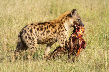 Spotted hyena walks carrying carcase on savannah