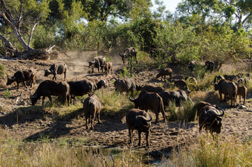 Buffle d'Afrique, Syncerus caffer, Parc national Kruger, Afrique du Sud