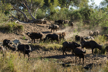 Buffle d'Afrique, Syncerus caffer, Parc national Kruger, Afrique du Sud